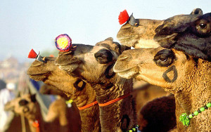 pic pushkarfestival.com