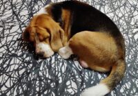 MILO KOTNALA - THE PET RELATIONSHIP COACH